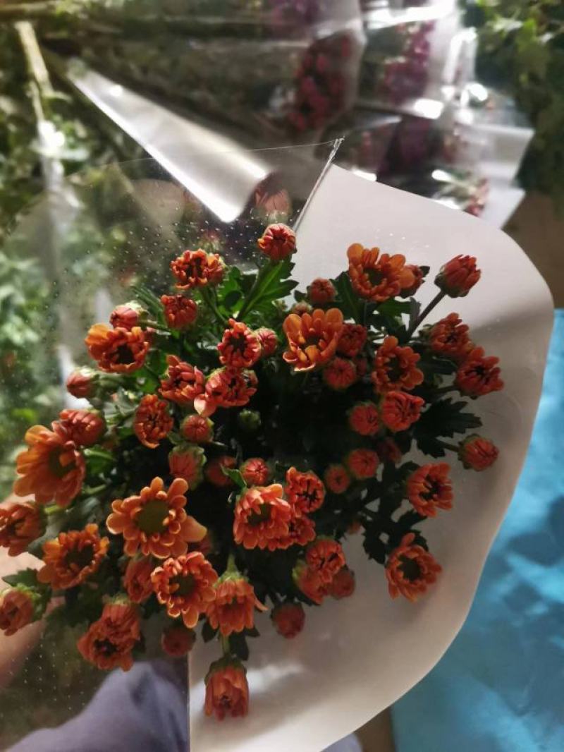 彩菊小雏菊现采现发！质量保证
