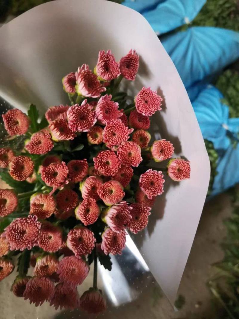 彩菊小雏菊现采现发！质量保证