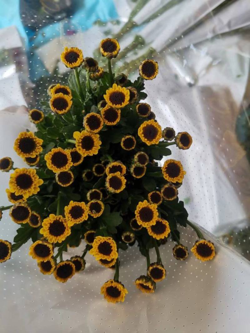 彩菊小雏菊现采现发！质量保证