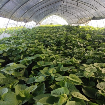 精品红薯叶种植基地
