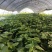 精品红薯叶种植基地