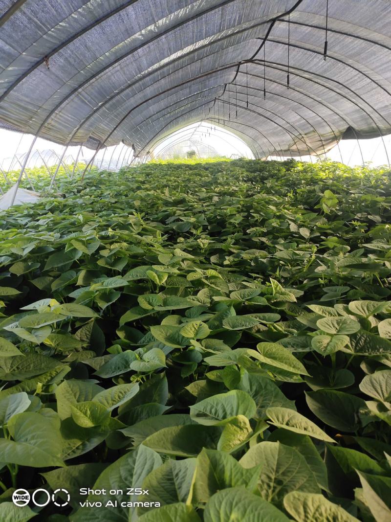 精品红薯叶种植基地