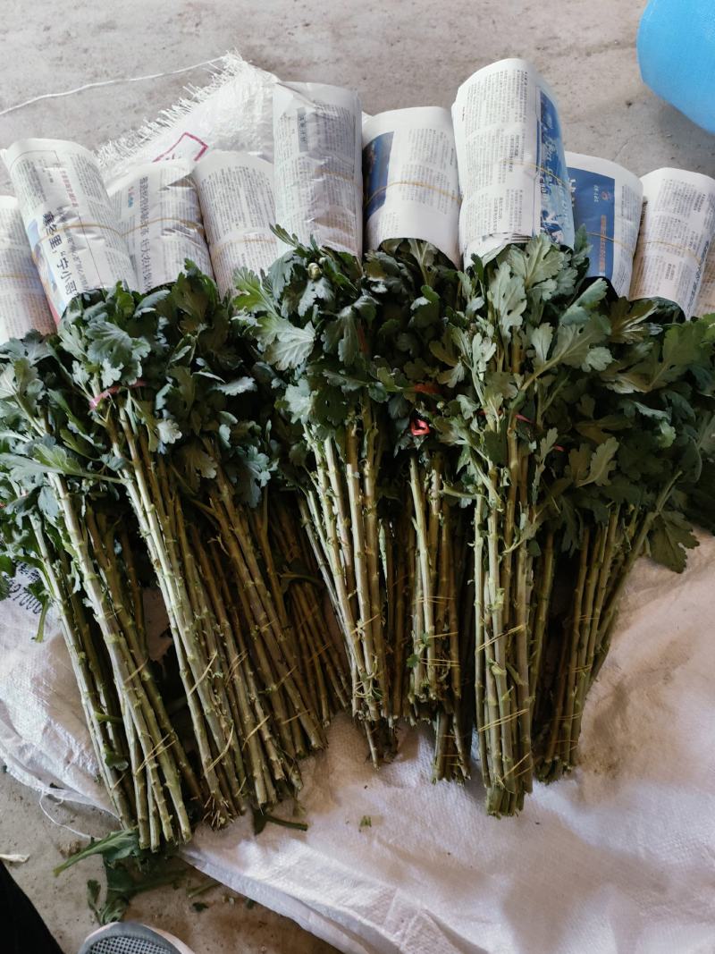 白菊鲜切花，基地现采现发