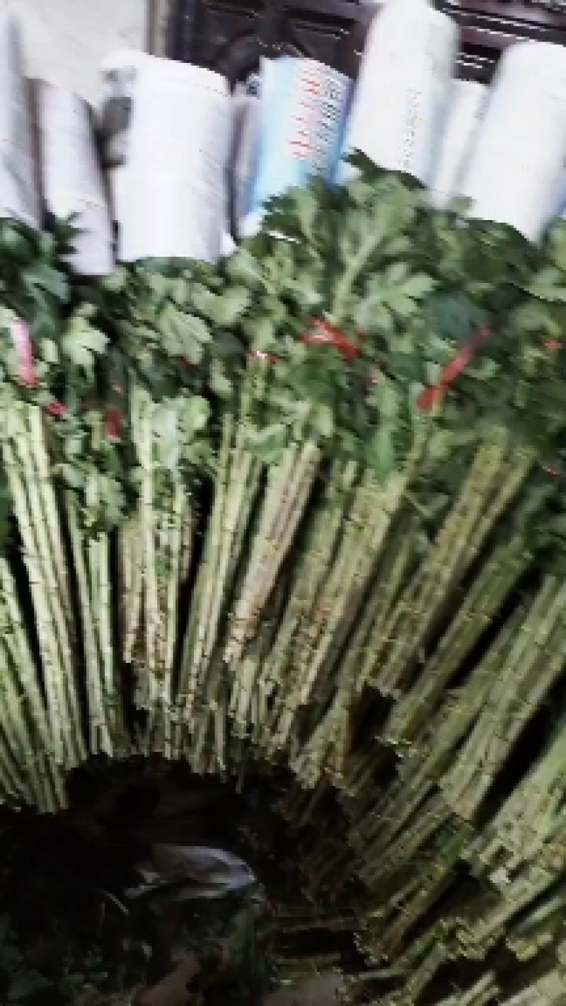 白菊鲜切花，基地现采现发