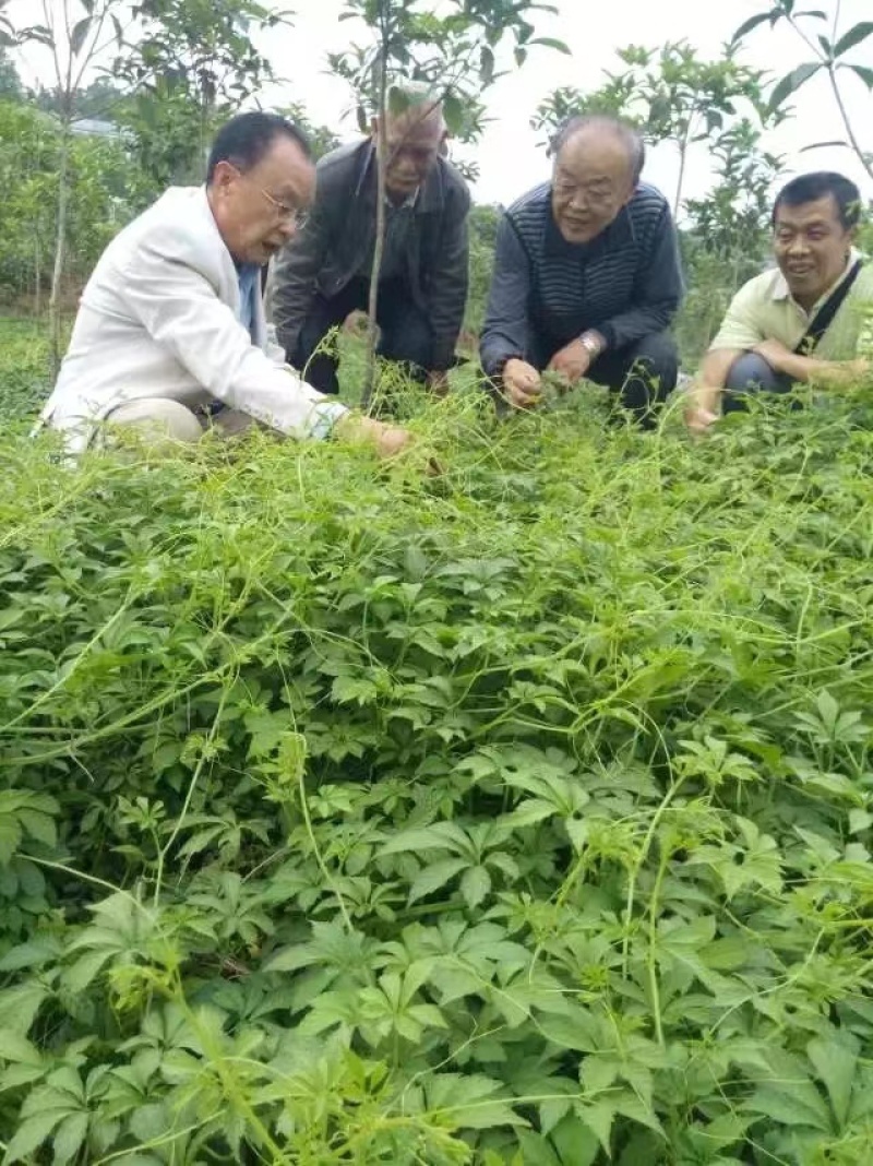 原产地一手直供纯野生绞股蓝纯一手货源无差价可线上看货