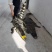 大量现货手续齐全鳄鱼活体鳄鱼白条分割好的个个部位