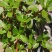 马齿苋种子野生四季播阳台盆栽食用种籽蔬菜野菜长寿菜蚂蚱菜