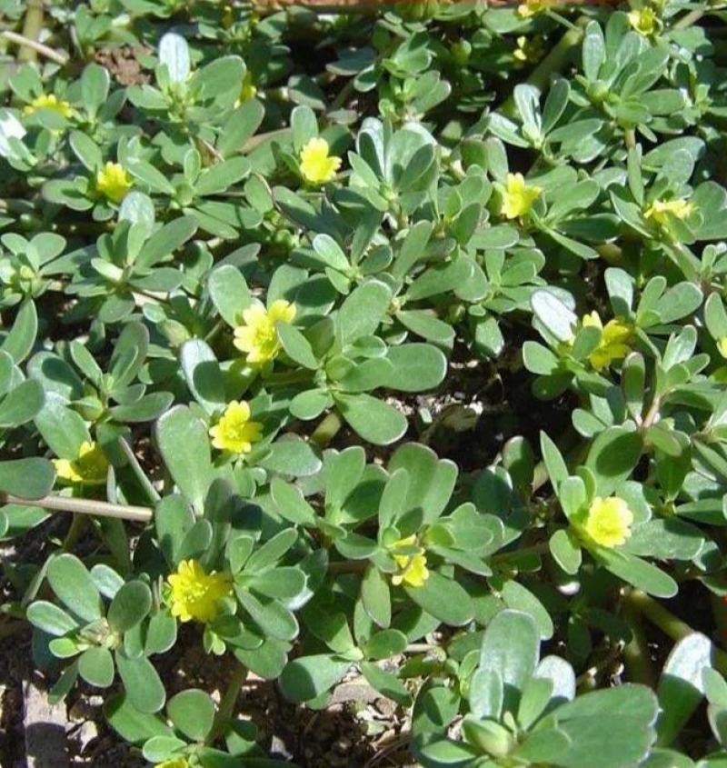 马齿苋种子野生四季播阳台盆栽食用种籽蔬菜野菜长寿菜蚂蚱菜