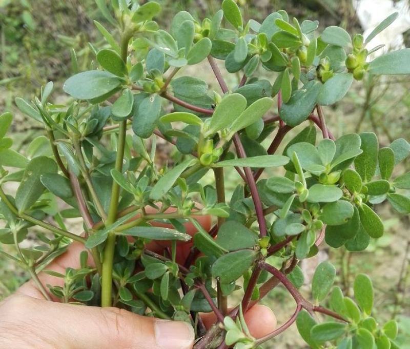 马齿苋种子野生四季播阳台盆栽食用种籽蔬菜野菜长寿菜蚂蚱菜