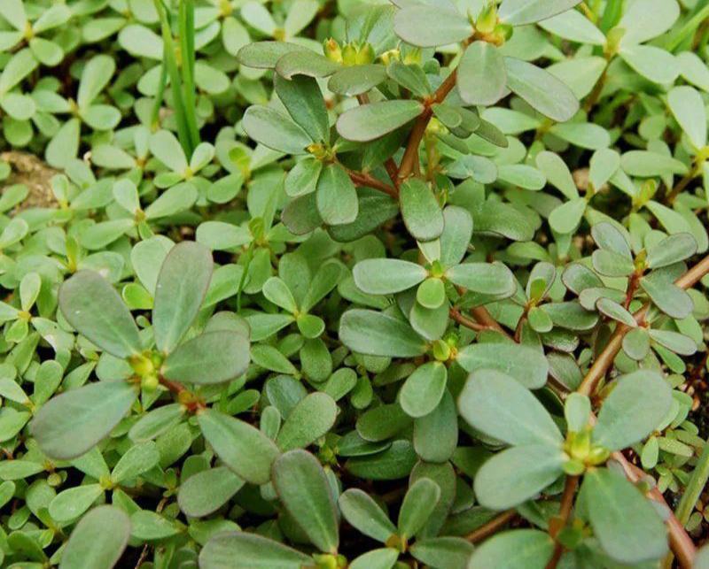 马齿苋种子野生四季播阳台盆栽食用种籽蔬菜野菜长寿菜蚂蚱菜