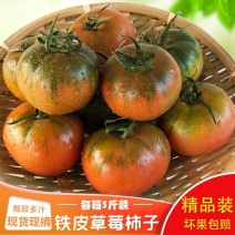 一件代发碱地柿子铁皮柿子批发采购