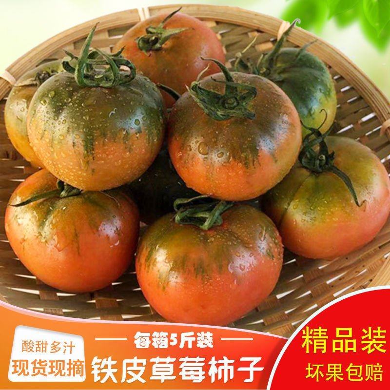 一件代发碱地柿子铁皮柿子批发采购