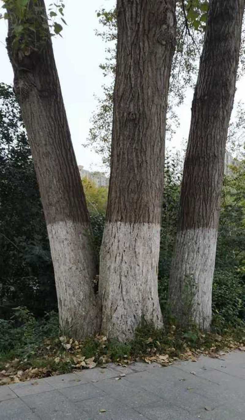 大量供应梨木，扬木，香椿木，各种木材可做木炭！可以亲自来