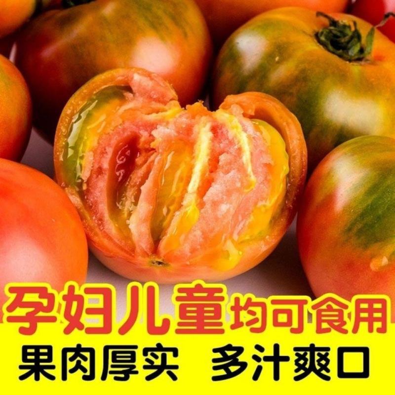 一件代发碱地柿子铁皮柿子批发采购