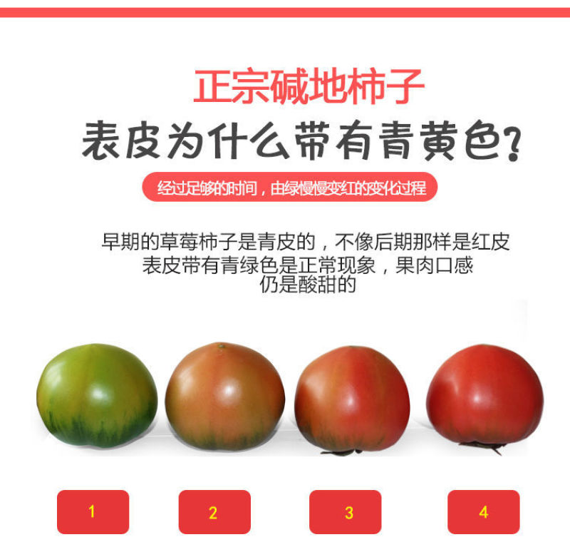 一件代发碱地柿子铁皮柿子批发采购