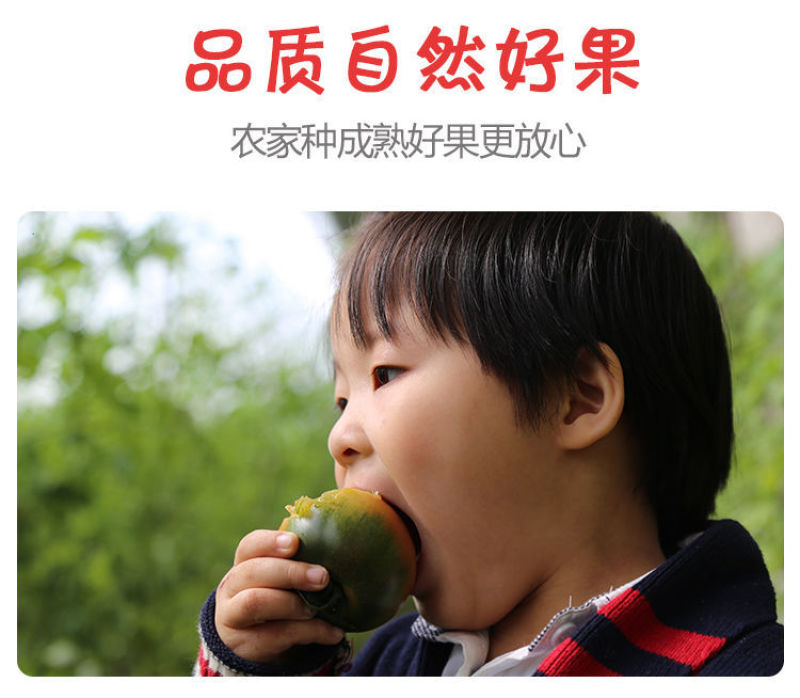 一件代发碱地柿子铁皮柿子批发采购