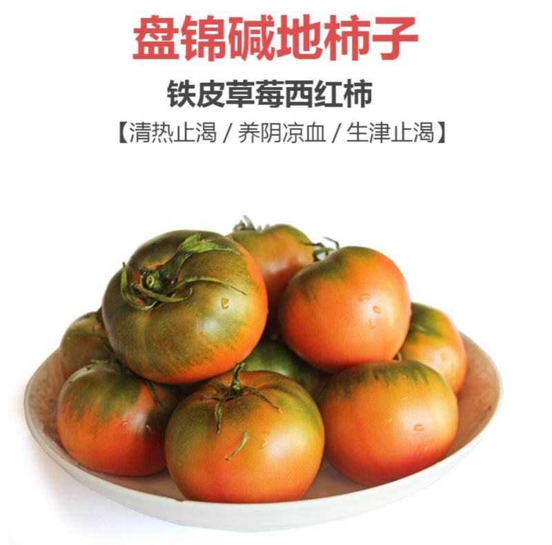 一件代发碱地柿子铁皮柿子批发采购