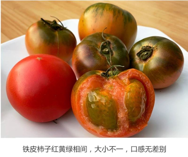 一件代发碱地柿子铁皮柿子批发采购
