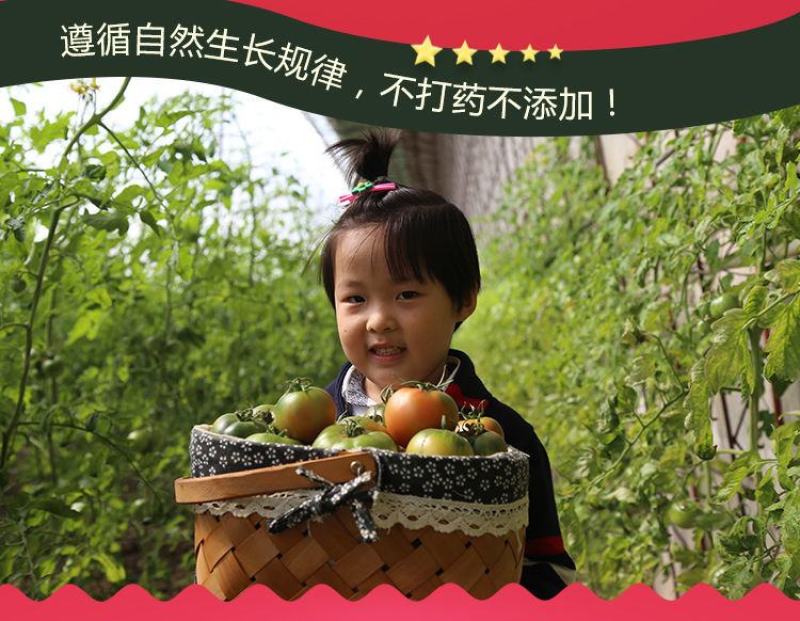 一件代发碱地柿子铁皮柿子批发采购