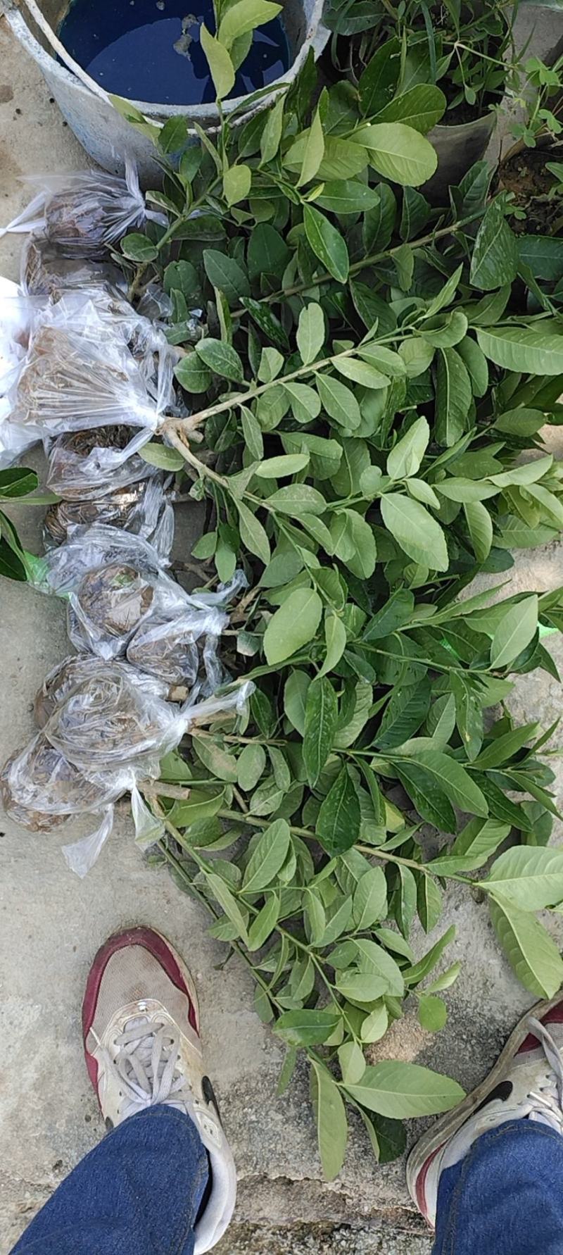 广东香水柠檬苗，广东第一代香水柠檬苗，高压苗，插枝苗