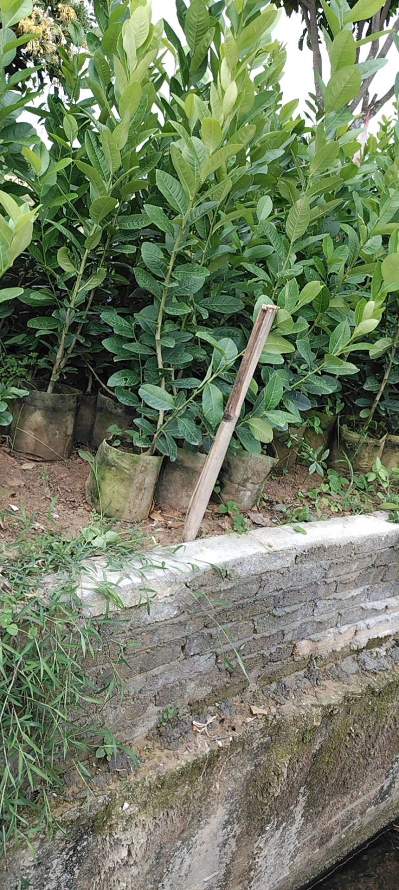 广东香水柠檬苗，广东第一代香水柠檬苗，高压苗，插枝苗