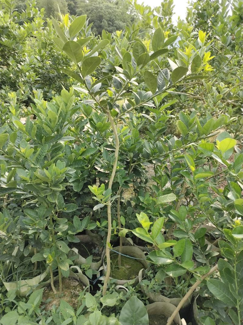 广东香水柠檬苗，广东第一代香水柠檬苗，高压苗，插枝苗