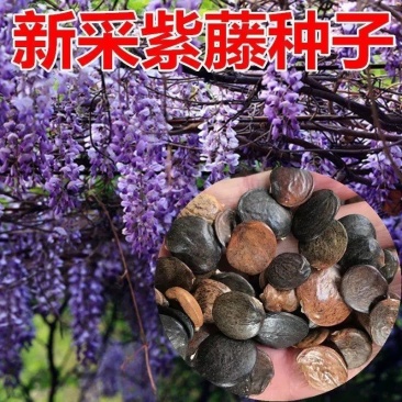 四季多花紫藤花树苗紫藤种子花种籽花园庭院室外绿化爬藤花卉