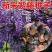 四季多花紫藤花树苗紫藤种子花种籽花园庭院室外绿化爬藤花卉