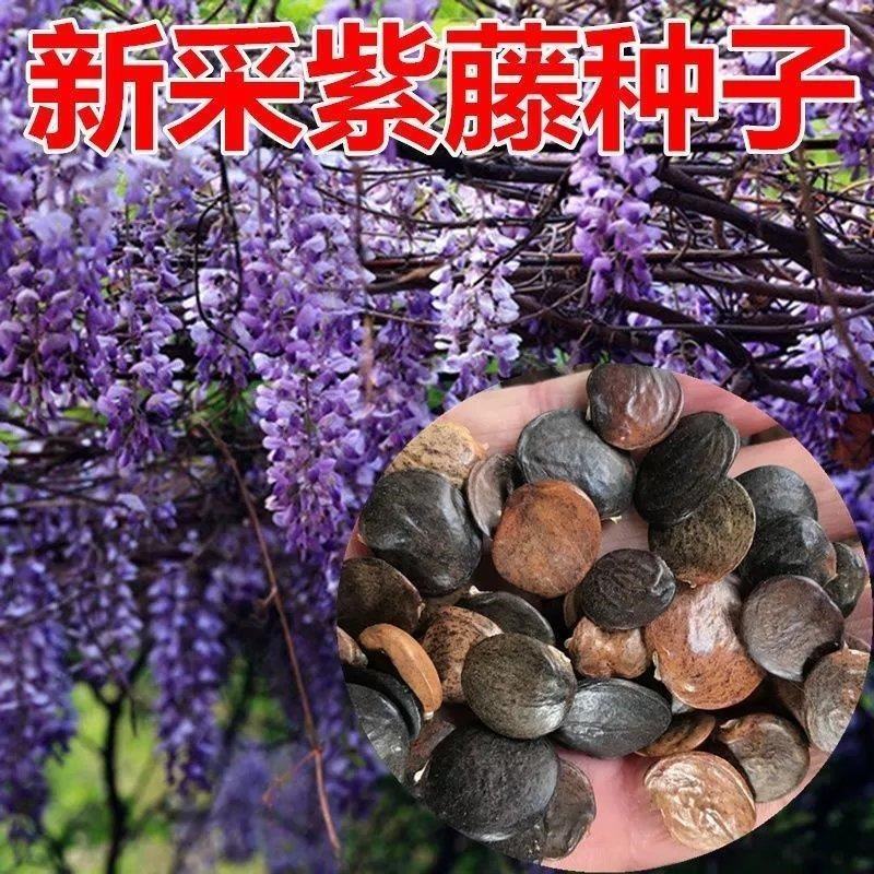 四季多花紫藤花树苗紫藤种子花种籽花园庭院室外绿化爬藤花卉