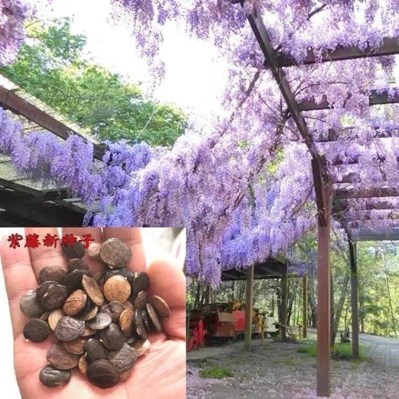 四季多花紫藤花树苗紫藤种子花种籽花园庭院室外绿化爬藤花卉