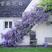 四季多花紫藤花树苗紫藤种子花种籽花园庭院室外绿化爬藤花卉