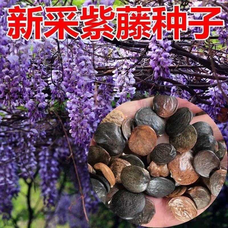 四季多花紫藤花树苗紫藤种子花种籽花园庭院室外绿化爬藤花卉