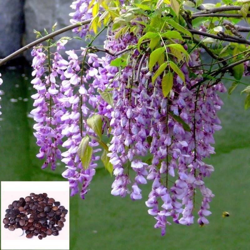四季多花紫藤花树苗紫藤种子花种籽花园庭院室外绿化爬藤花卉