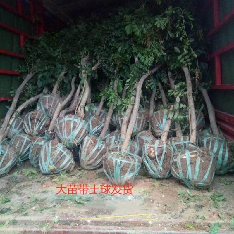 四季多花紫藤花树苗紫藤种子花种籽花园庭院室外绿化爬藤花卉