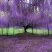四季多花紫藤花树苗紫藤种子花种籽花园庭院室外绿化爬藤花卉