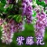 四季多花紫藤花树苗紫藤种子花种籽花园庭院室外绿化爬藤花卉