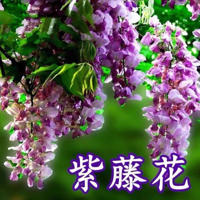 四季多花紫藤花树苗紫藤种子花种籽花园庭院室外绿化爬藤花卉