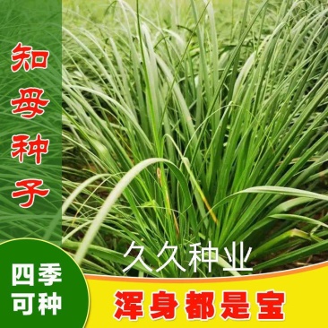 知母种子中药材种子新毛知母籽家庭庭院阳台盆栽药材大田种植
