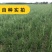 知母种子中药材种子新毛知母籽家庭庭院阳台盆栽药材大田种植