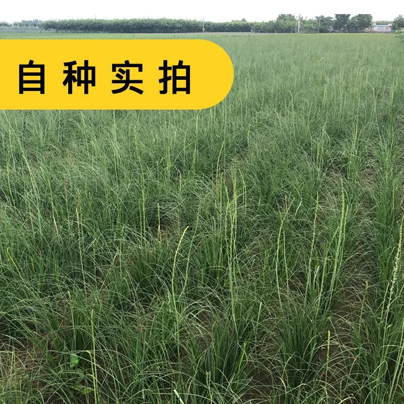 知母种子中药材种子新毛知母籽家庭庭院阳台盆栽药材大田种植