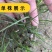 知母种子中药材种子新毛知母籽家庭庭院阳台盆栽药材大田种植