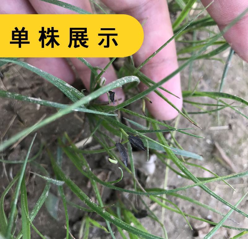 知母种子中药材种子新毛知母籽家庭庭院阳台盆栽药材大田种植
