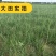 知母种子中药材种子新毛知母籽家庭庭院阳台盆栽药材大田种植