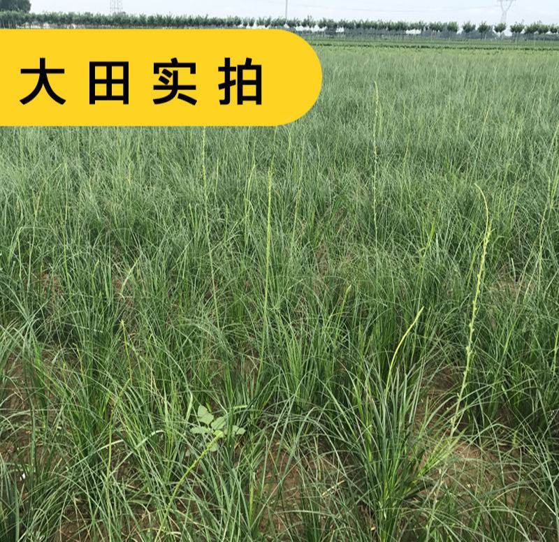 知母种子中药材种子新毛知母籽家庭庭院阳台盆栽药材大田种植