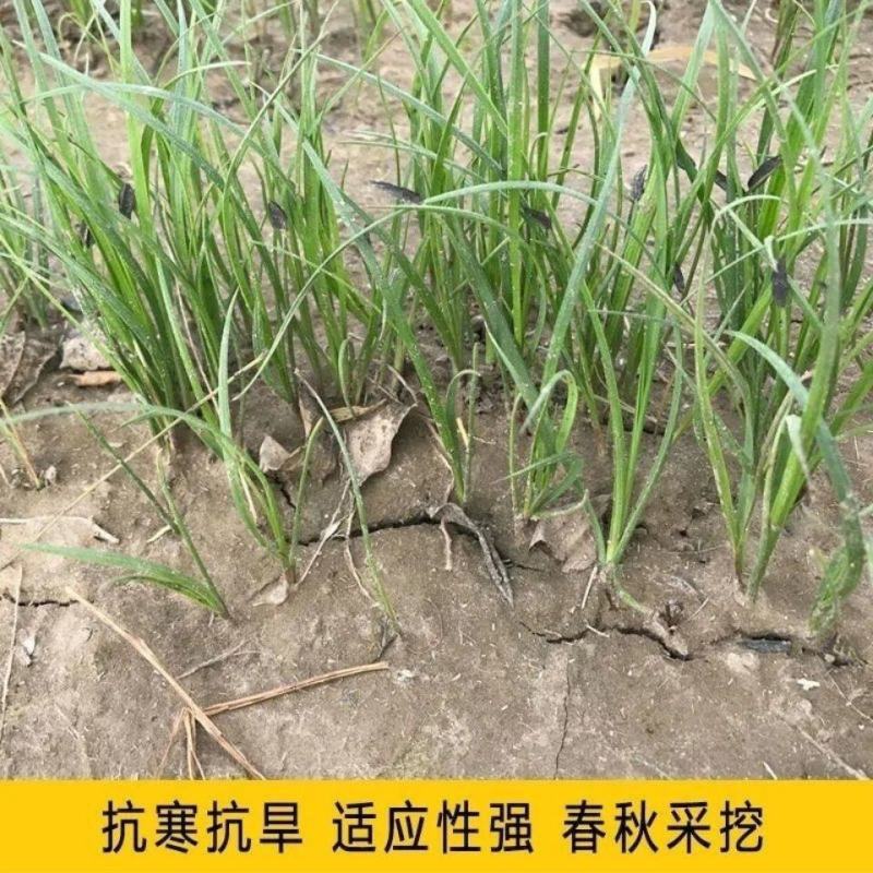 知母种子中药材种子新毛知母籽家庭庭院阳台盆栽药材大田种植