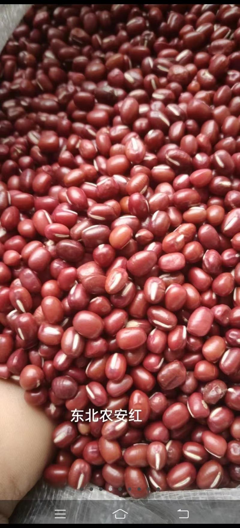 红小豆大量批发东北大粒小粒红小豆五谷杂粮袋装50斤
