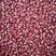 赤小豆现货供应赤小豆非红豆（巴西泰国缅甸）赤小豆