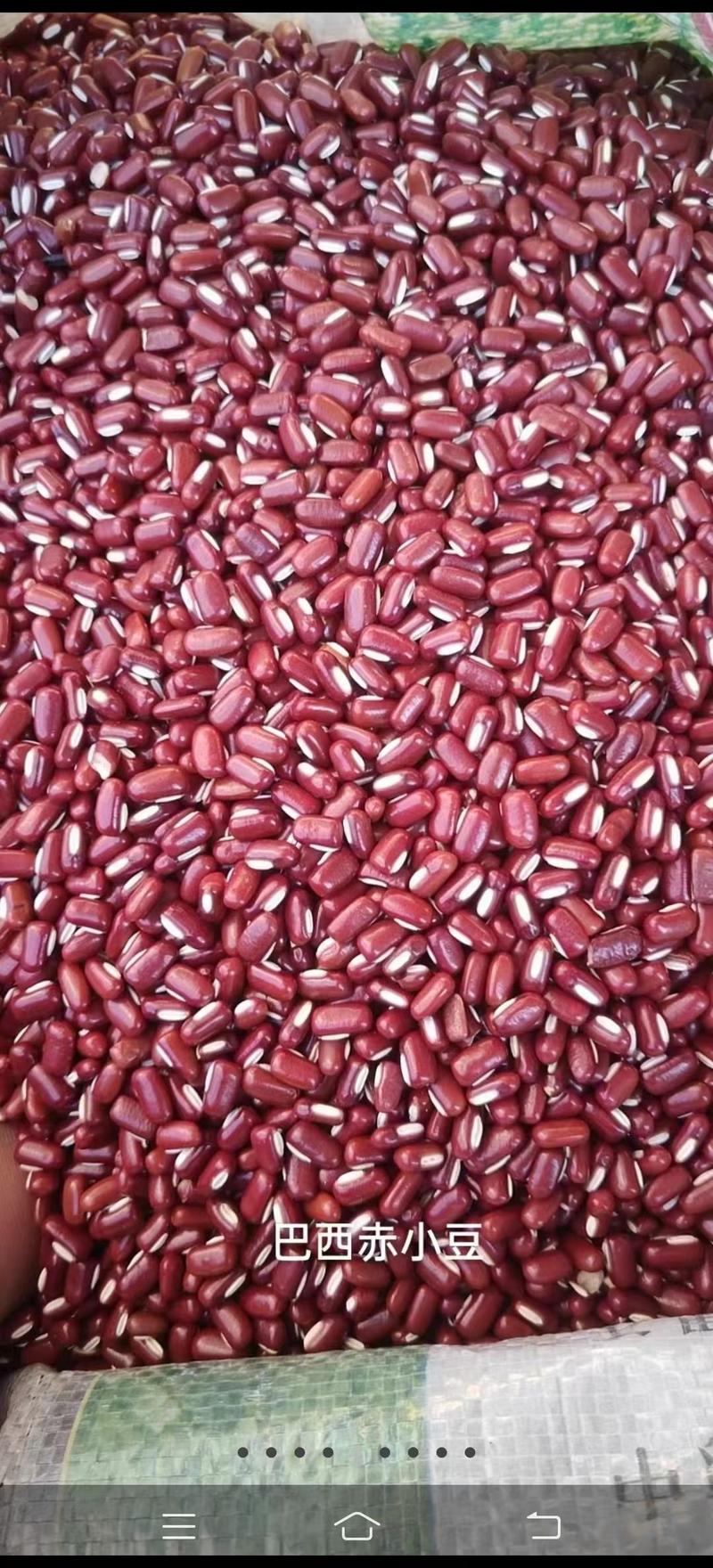赤小豆现货供应赤小豆非红豆（巴西泰国缅甸）赤小豆