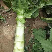 定西精品莴笋现挖现发量大从优产地直发