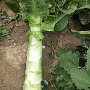 定西精品莴笋现挖现发量大从优产地直发